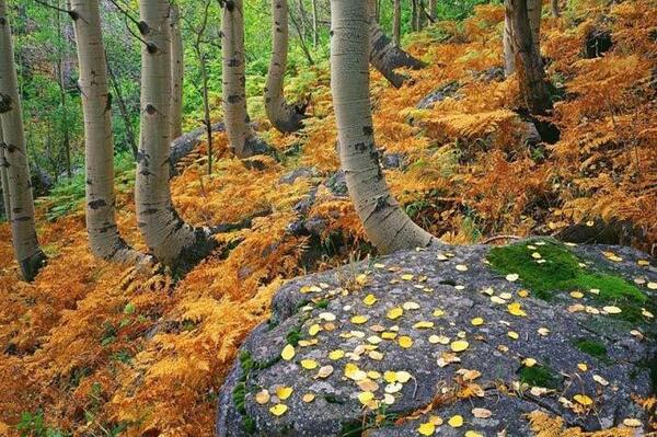 عکس هایی پاییز