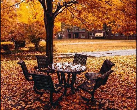 عکس صبحانه در طبیعت پاییزی