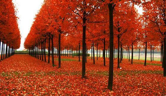 عکس زیبای فصل پاییز
