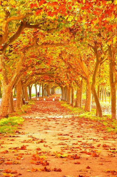 عکس زیبا فصل پاییز