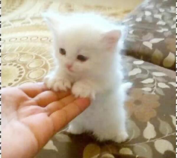 عکس پس زمینه گربه ملوس