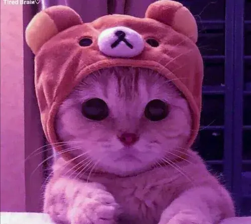 عکس پس زمینه گربه ملوس