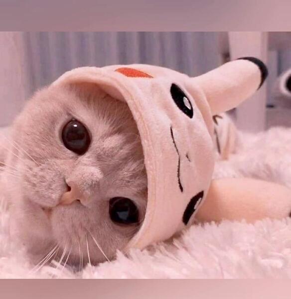 عکس پس زمینه گربه ملوس