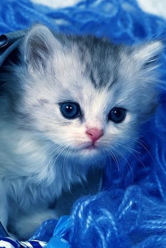 عکس پس زمینه گربه صورتی