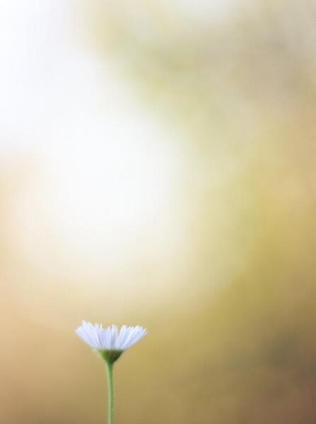 عکس خام گل برای ادیت