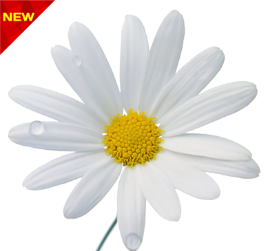 عکس بک گراند گل بابونه