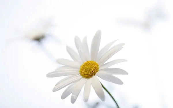 عکس بک گراند گل بابونه
