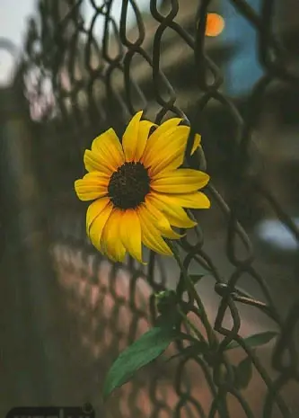عکس بک گراند گل گلی