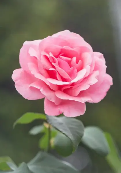 عکس بک گراند برای استوری اینستا