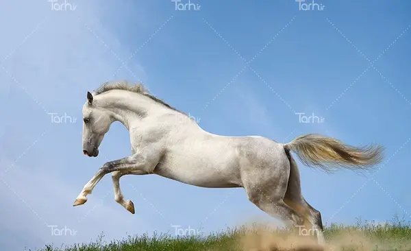 عکس اسب برای بک گراند کامپیوتر