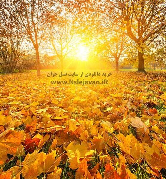 دانلود عکس بک گراند پاییزی