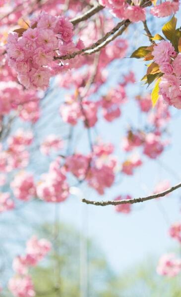 عکس های بک گراند خوشگل