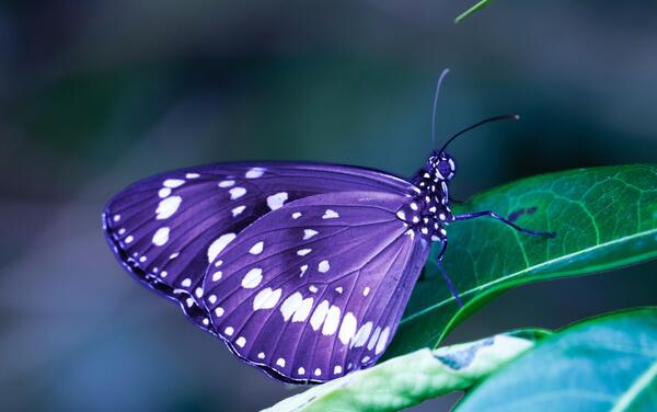 عکس بک گراند پروانه دارک