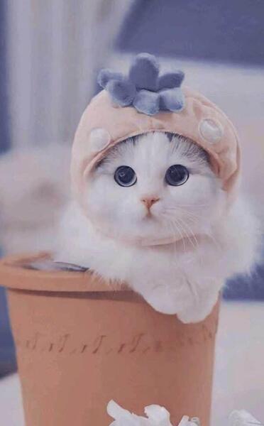عکس بک گراند سبز کیوت