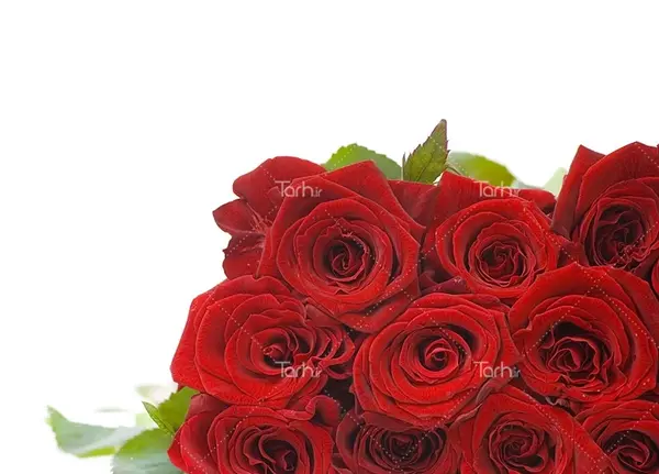عکس بک گراند گل رز قرمز