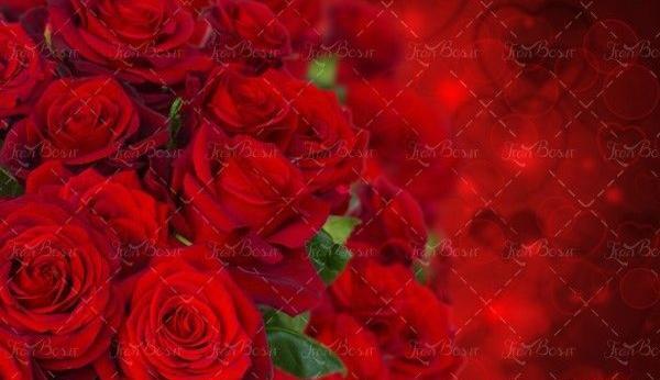 عکس بک گراند گل رز قرمز