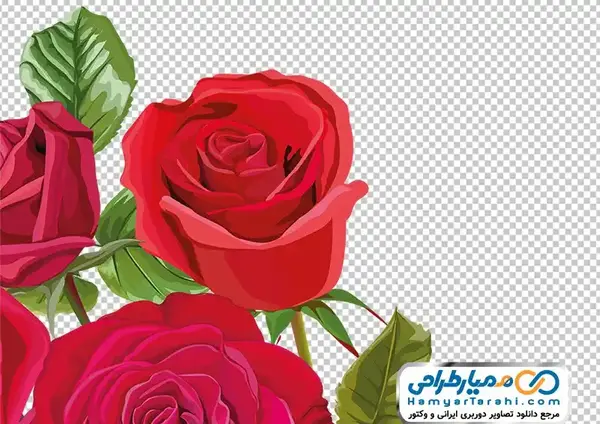 عکس بک گراند گل رز قرمز