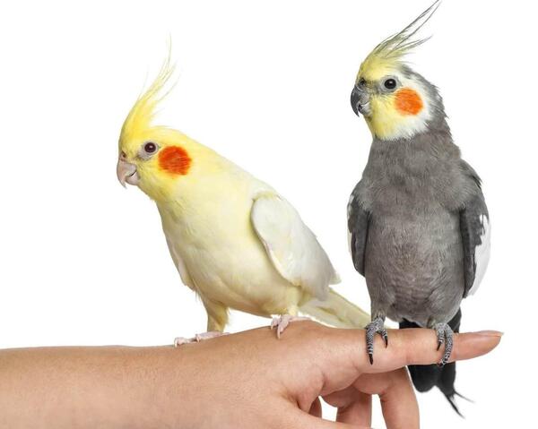 عکس عروس هلندی سفید لوتینو