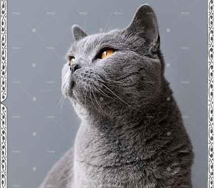 عکس برای بک گراند گربه