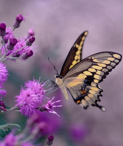 عکس فول اچ دی برای بک گراند