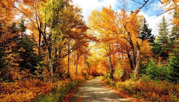 عکس طبیعت برای بک گراند موبایل