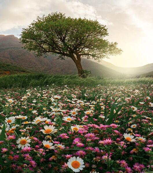 عکس طبیعت برای بک گراند موبایل
