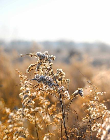 عکس طبیعت برای بک گراند موبایل