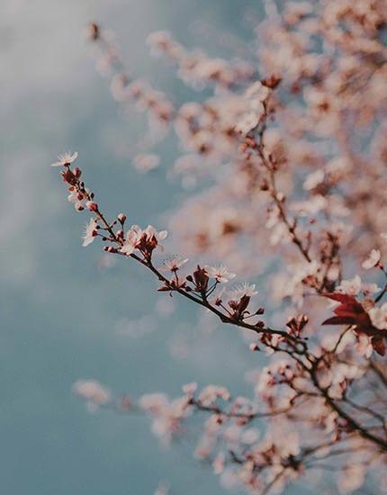 بک گراند طبیعت برای عکس