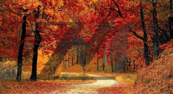 بک گراند طبیعت برای عکس