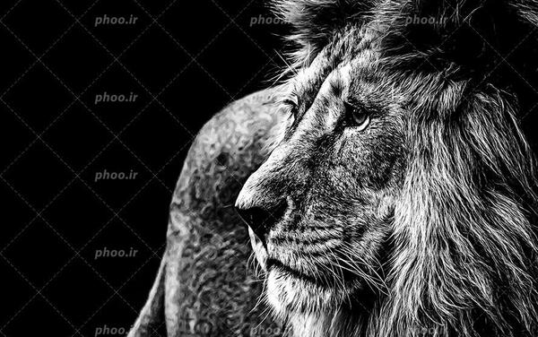 عکس شیر برای بک گراند