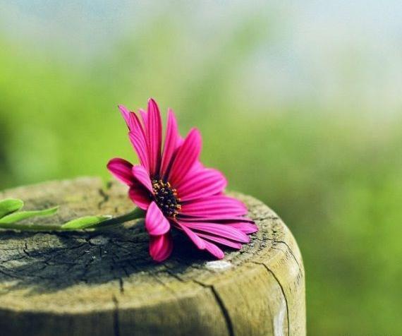 عکس های زیبا برای بک گراند کامپیوتر