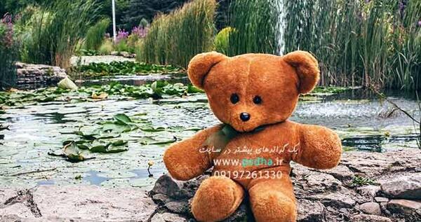 عکس بک گراند گوشی خرس