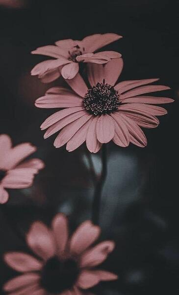 عکس خاص برای بک گراند گوشی