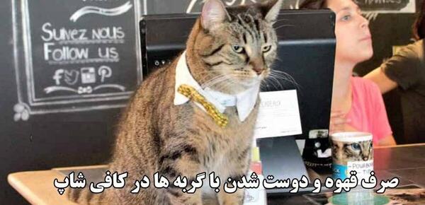 عکس گربه خالی