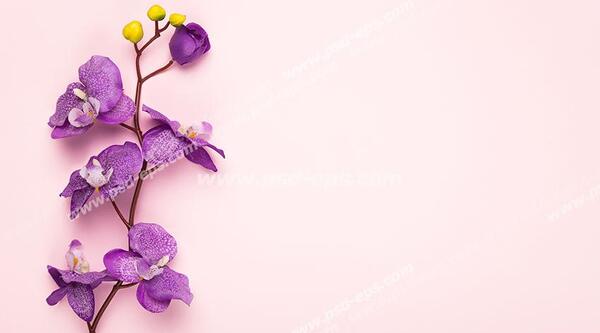 عکس خالی رنگ بنفش