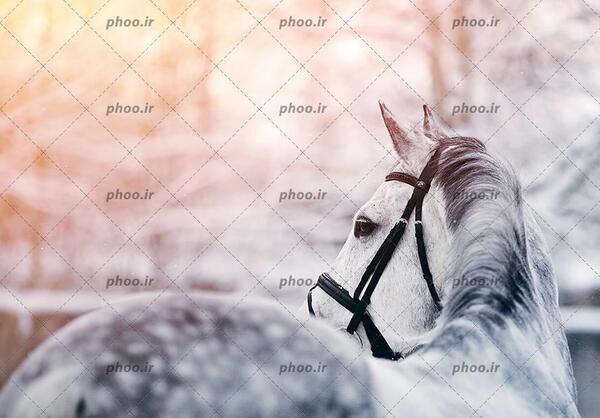 عکس زیبای خالی