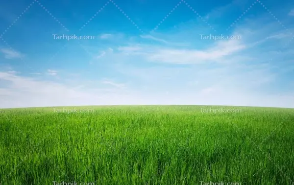 عکس چمن برای پس زمینه