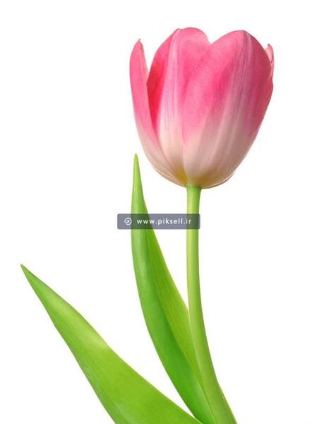 عکس با کیفیت گل لاله
