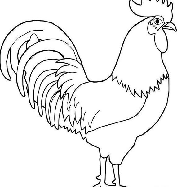 عکس نقاشی خروس کودکانه
