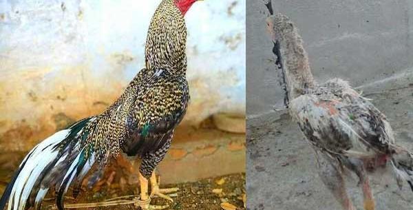 عکس نقاشی خروس لاری