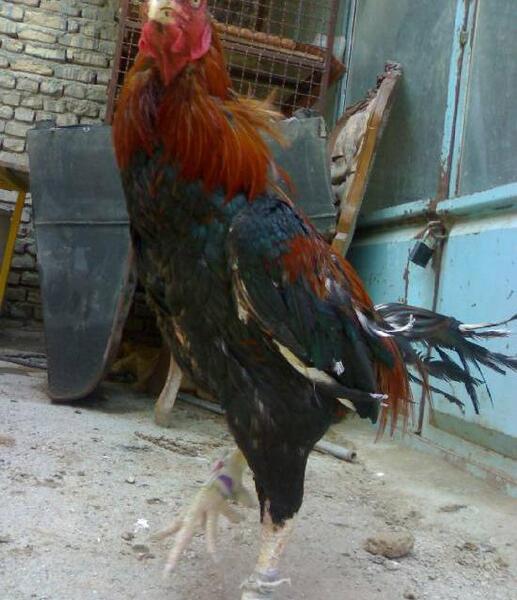 عکس نقاشی خروس جنگی
