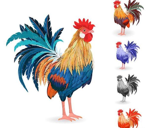 عکس نقاشی خروس رنگی