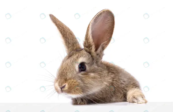 عکس پس زمینه خرگوشی