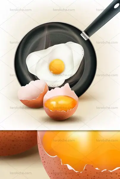 عکس وکتور تخم مرغ