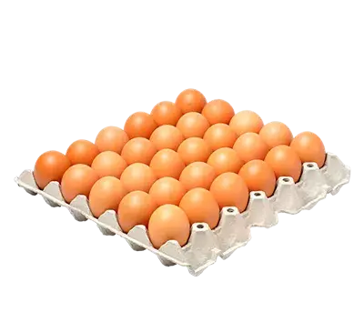 عکس وکتور تخم مرغ