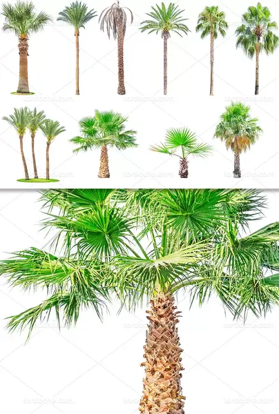 عکس وکتور درخت نخل