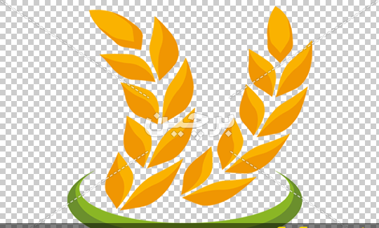 عکس دانلود رایگان وکتور خوشه گندم