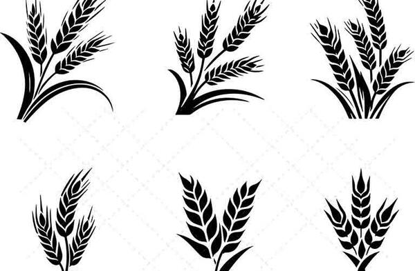 عکس دانلود رایگان وکتور خوشه گندم