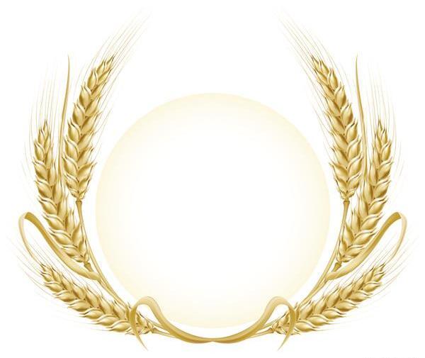 عکس دانلود رایگان وکتور خوشه گندم