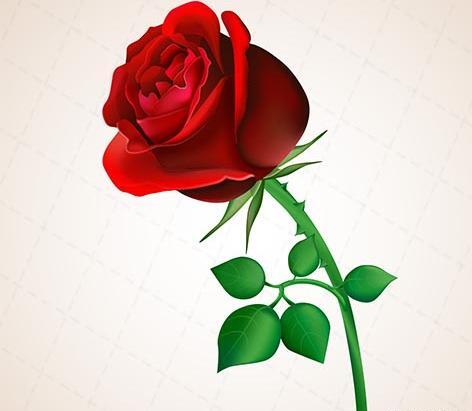 عکس دانلود رایگان وکتور گل رز